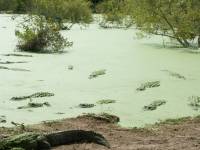 gators at the everglades 2